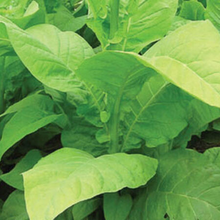 Big Gem, Tobacco Seeds - Packet image number null