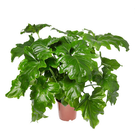 Selloum, Philodendron Seed | Urban Farmer