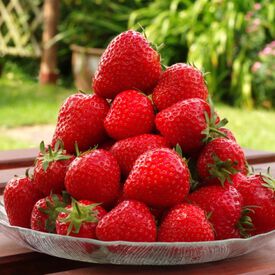 Sequoia, Strawberry Plants