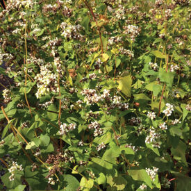 Common Buckwheat, Grains