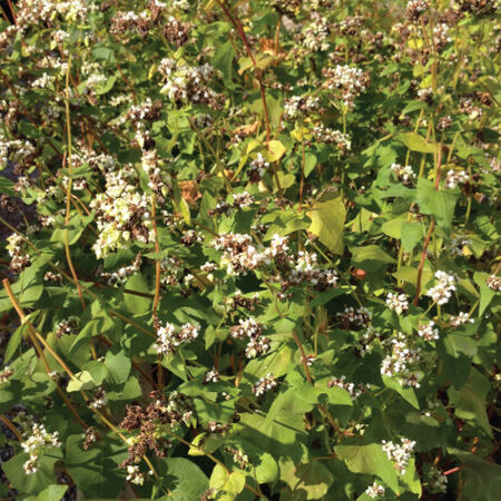 Common Buckwheat, Grains - 1 Pound image number null