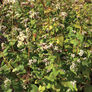 Common Buckwheat, Grains - 1 Pound thumbnail number null