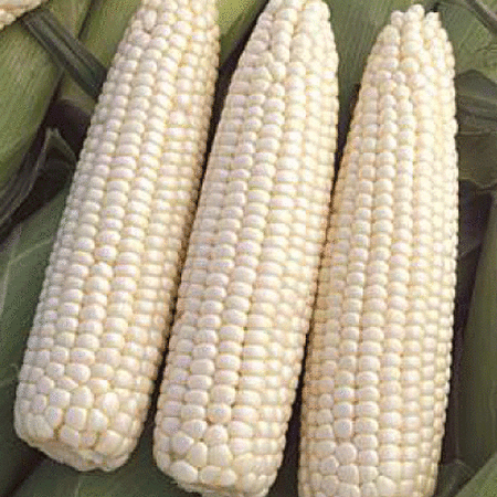 Devotion, Corn Seed - Packet (50 Seeds) image number null