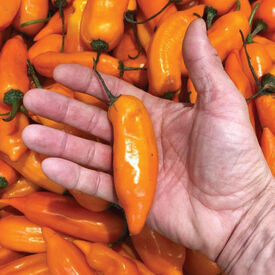 Aji Habanero, Pepper Seeds