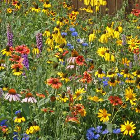 Bulk Midwest Wildflower Seed Mix