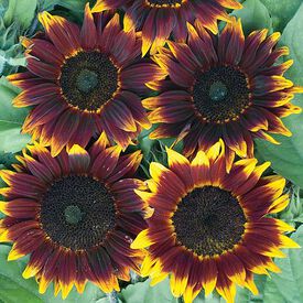 ShockOlat, Sunflower Seeds
