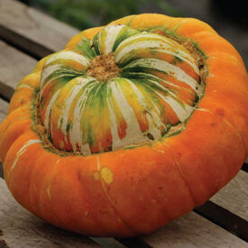 Turk's Turban, Gourd Seeds