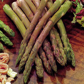 Rosalie, Asparagus Roots