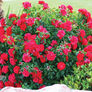 Red Bush, Rose Seeds thumbnail number null