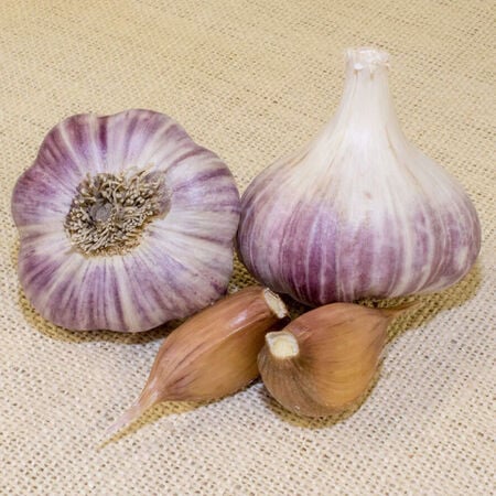 Russian Red, Garlic - 1/4 Pound image number null
