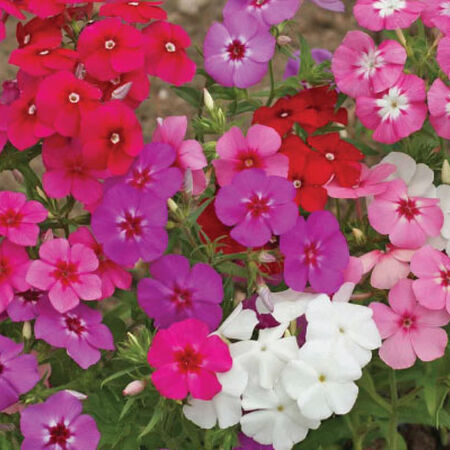 Annual Mix, Phlox Seeds - Packet image number null