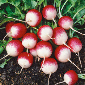 Sparkler, Radish Seeds