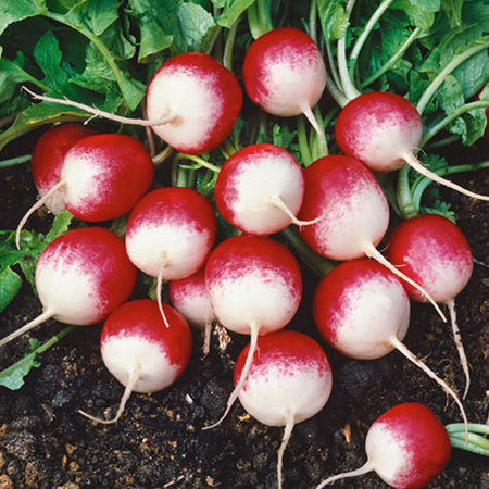 Sparkler, Radish Seeds - Packet image number null