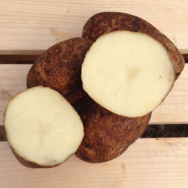 Russet Burbank, Seed Potatoes