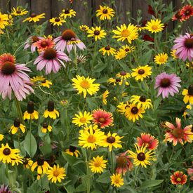 Midwest Native Blend, Wildflower Seed