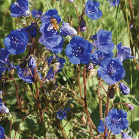 California Bluebell, Campanula Seeds