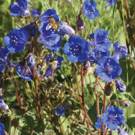 California Bluebell, Campanula Seeds - Packet image number null