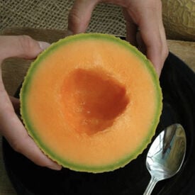 Sugar Cube, (F1) Melon Seeds
