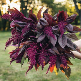 Red Spike, Amaranthus Seeds