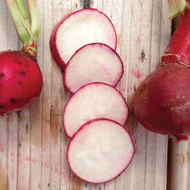 Champion, Radish Seeds