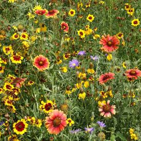 High Plains Native Blend, Wildflower Seed