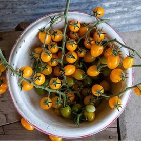 Profi Frutti™ Grape Yellow, (F1) Tomato Seeds