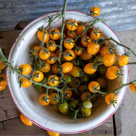 Profi-Frutti™ Grape Yellow, (F1) Tomato Seeds - Packet image number null