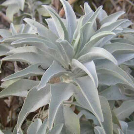 White, Sage Seed