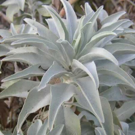 White, Sage Seed image number null