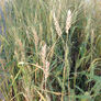 Winter Wheat, Grains - 1 Pound thumbnail number null