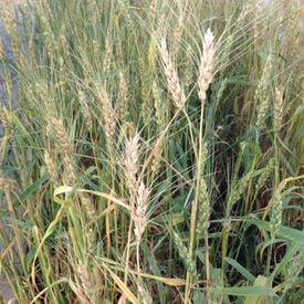Winter Wheat, Grains