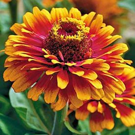 Zowie! Yellow Flame, Zinnia Seeds