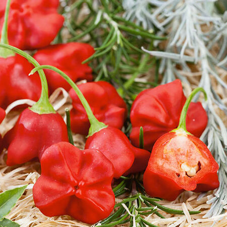 Mushroom Red, Pepper Seeds - Packet image number null