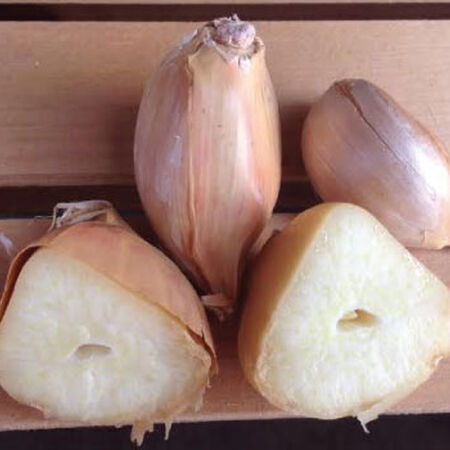 Elephant, Garlic Bulbs image number null