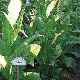 Tekne, Tobacco Seed