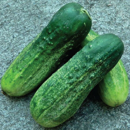 Calypso, Cucumber Seeds - Packet image number null