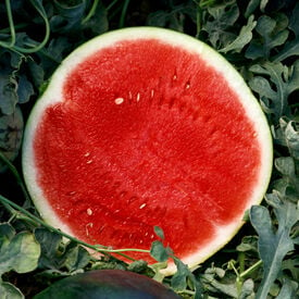 Eclipse, (F1) Watermelon Seeds