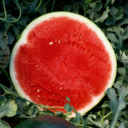Eclipse, (F1) Watermelon Seeds - Packet image number null