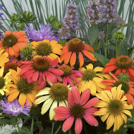 bag of flower seeds Buy Old Fashioned Flower Garden Seed Value Size Pack main image 1