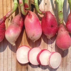 French Breakfast, Radish Seeds