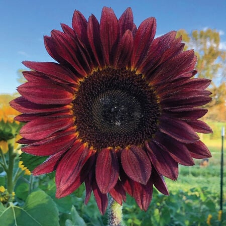 ProCut® Red, (F1) Sunflower Seeds - Packet image number null