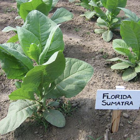 tobacco soil mix Florida Sumatra, Tobacco Seed