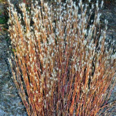 Splitbeard Bluestem, Andropogon - Packet image number null