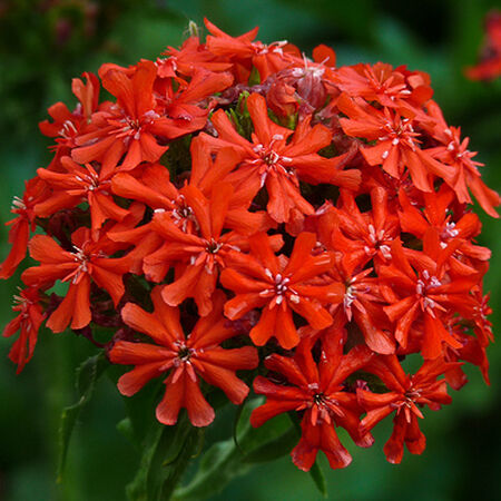 Burning Love, Lychnis Seeds - Packet image number null