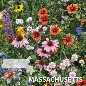 Massachusetts Blend, Wildflower Seed