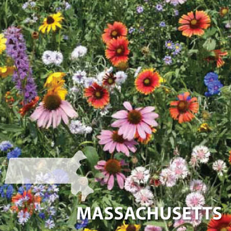 Massachusetts Blend, Wildflower Seed - 1 Ounce image number null