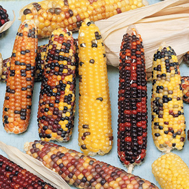 Wampum, Corn Seed