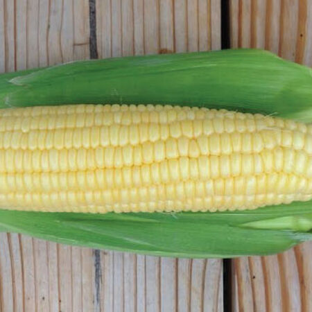 Bodacious, Corn Seed - Packet (1 oz.) image number null