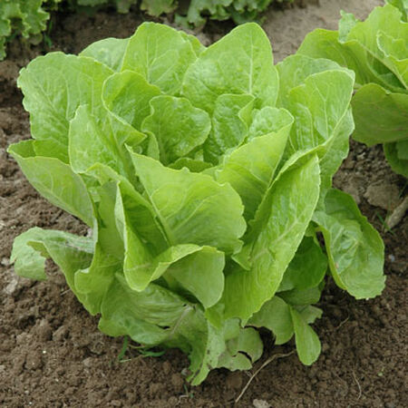 Jericho, Organic Lettuce Seeds - Packet image number null