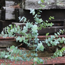 White Gum, Eucalyptus Seeds